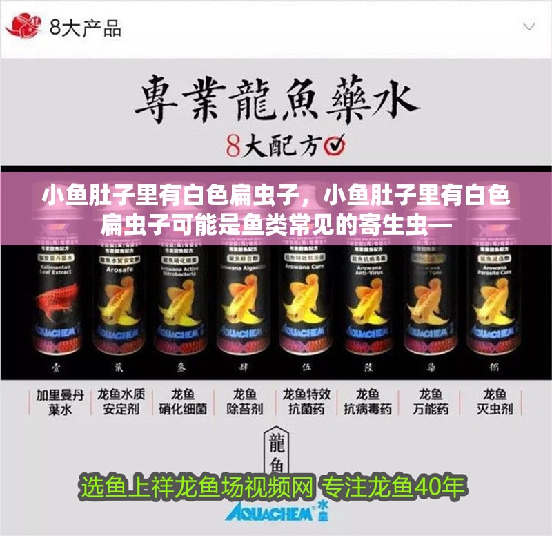 小魚肚子里有白色扁蟲子，小魚肚子里有白色扁蟲子可能是魚類常見的寄生蟲—