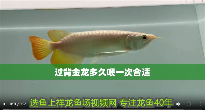 過背金龍多久喂一次合適