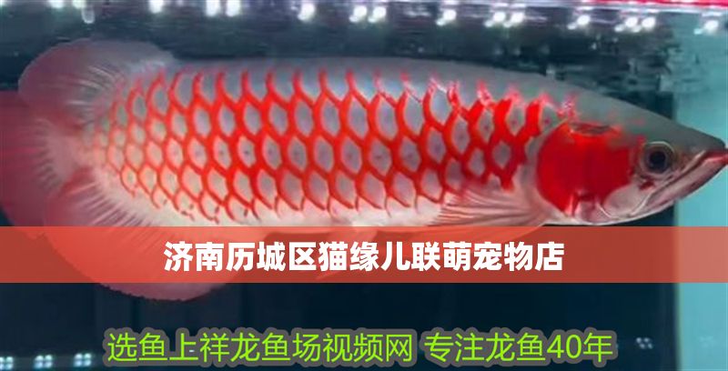 濟(jì)南歷城區(qū)貓緣兒聯(lián)萌寵物店 濟(jì)南歷城區(qū)貓緣兒聯(lián)萌寵物店 全國(guó)水族館企業(yè)名錄 第1張