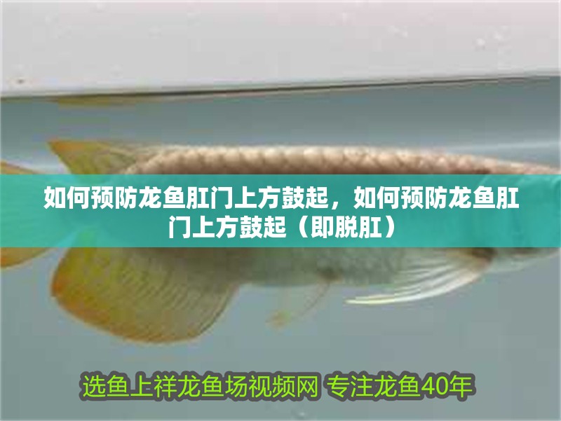 如何預防龍魚肛門上方鼓起，如何預防龍魚肛門上方鼓起（即脫肛）