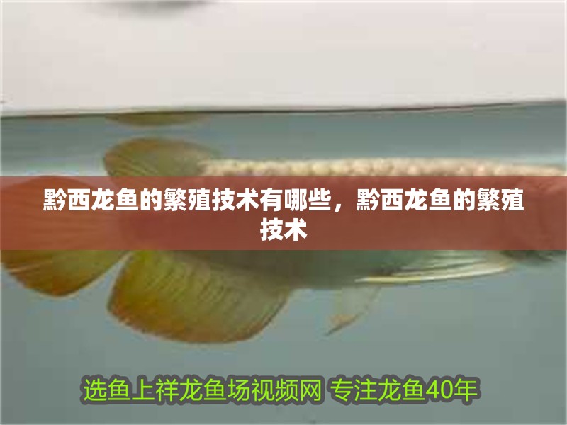 黔西龍魚的繁殖技術有哪些，黔西龍魚的繁殖技術