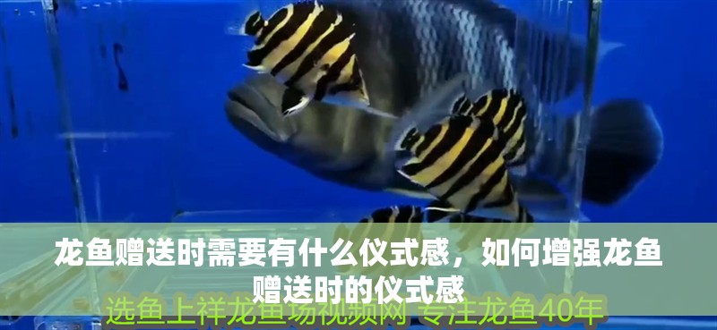 龍魚贈送時需要有什么儀式感，如何增強龍魚贈送時的儀式感