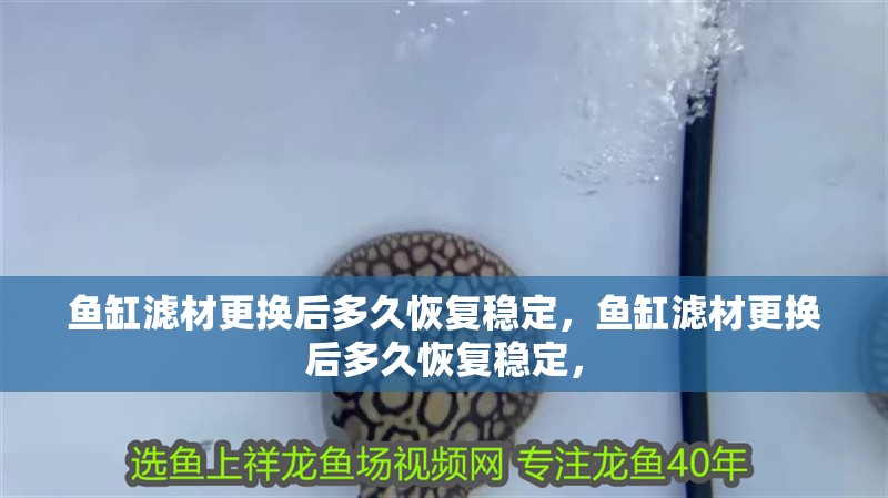 魚缸濾材更換后多久恢復(fù)穩(wěn)定，魚缸濾材更換后多久恢復(fù)穩(wěn)定，