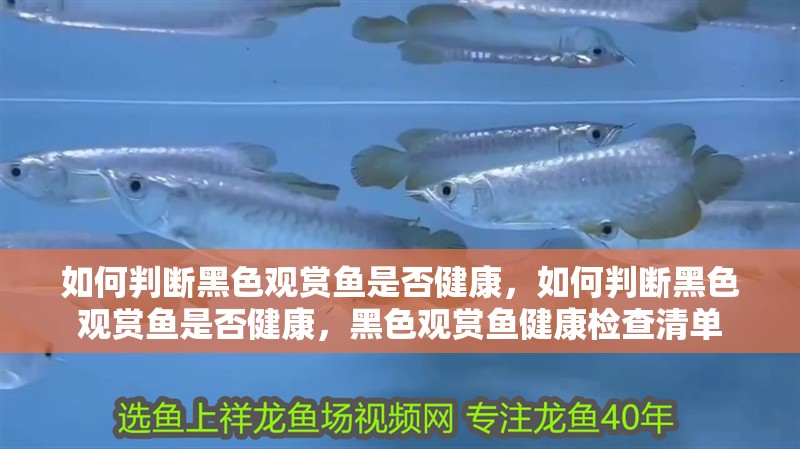 如何判斷黑色觀賞魚是否健康，如何判斷黑色觀賞魚是否健康，黑色觀賞魚健康檢查清單