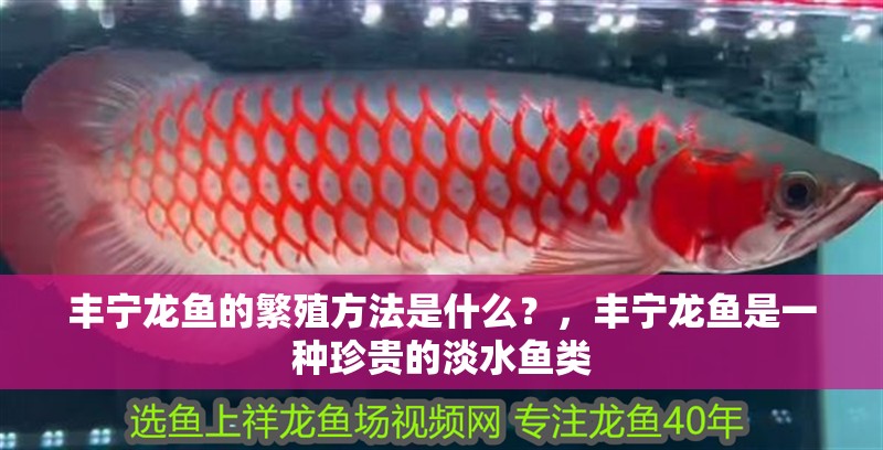 龍魚細(xì)菌感染手術(shù)治療風(fēng)險大嗎？，龍魚細(xì)菌感染手術(shù)治療的風(fēng)險