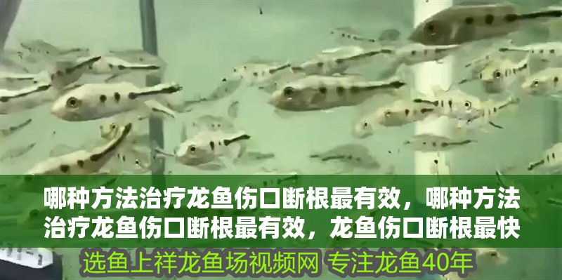 哪種方法治療龍魚傷口斷根最有效，哪種方法治療龍魚傷口斷根最有效，龍魚傷口斷根最快