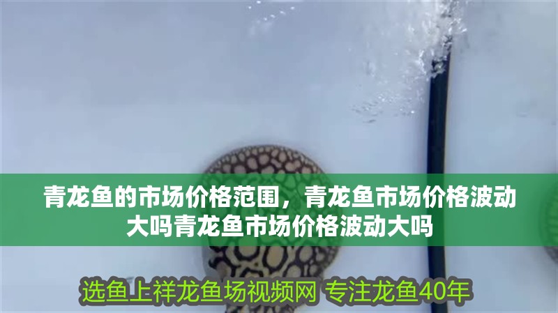 青龍魚的市場(chǎng)價(jià)格范圍，青龍魚市場(chǎng)價(jià)格波動(dòng)大嗎青龍魚市場(chǎng)價(jià)格波動(dòng)大嗎