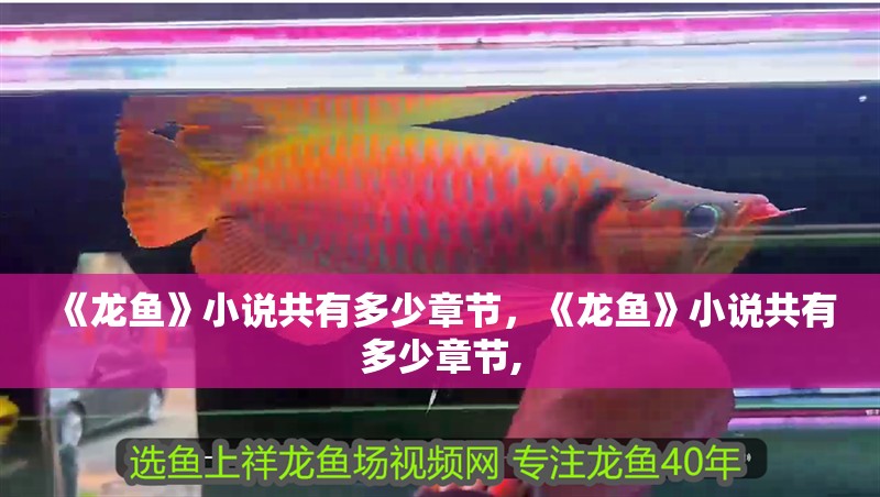 《龍魚》小說(shuō)共有多少章節(jié)，《龍魚》小說(shuō)共有多少章節(jié),