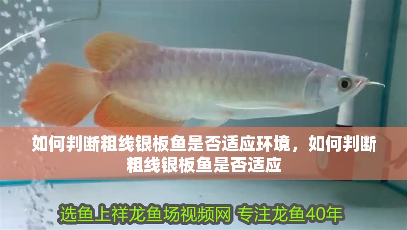 如何判斷粗線銀板魚是否適應環境，如何判斷粗線銀板魚是否適應