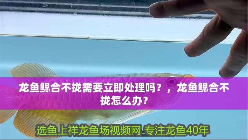 龍魚鰓合不攏需要立即處理嗎？，龍魚鰓合不攏怎么辦？