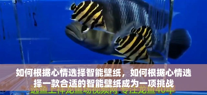 如何根據心情選擇智能壁紙，如何根據心情選擇一款合適的智能壁紙成為一項挑戰