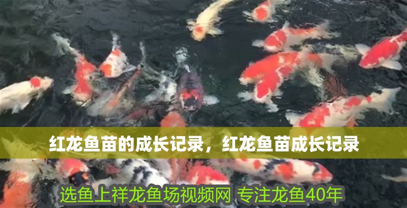 紅龍魚苗的成長記錄，紅龍魚苗成長記錄