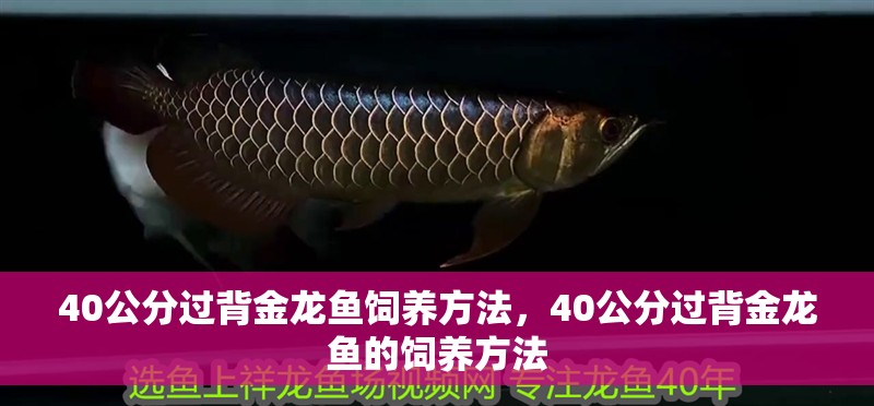 40公分過背金龍魚飼養方法，40公分過背金龍魚的飼養方法