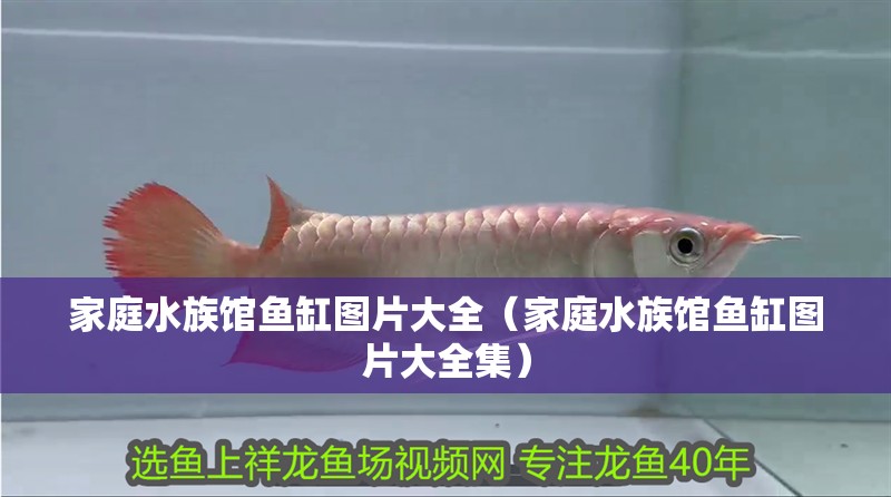 家庭水族館魚缸圖片大全（家庭水族館魚缸圖片大全集）
