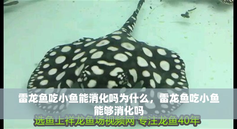 雷龍魚吃小魚能消化嗎為什么，雷龍魚吃小魚能夠消化嗎 雷龍魚吃小魚能消化嗎為什么，雷龍魚吃小魚能夠消化嗎 龍魚百科 第1張
