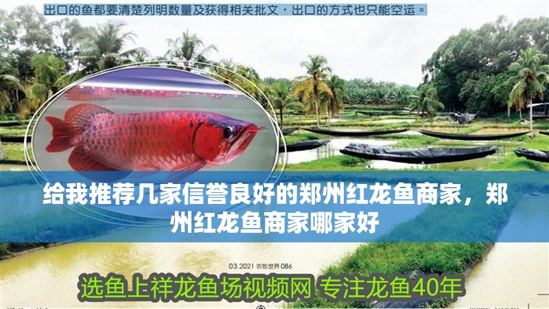 給我推薦幾家信譽良好的鄭州紅龍魚商家，鄭州紅龍魚商家哪家好