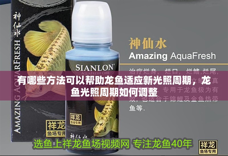 有哪些方法可以幫助龍魚適應新光照周期，龍魚光照周期如何調整