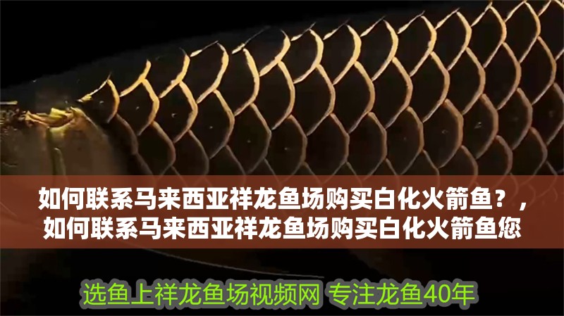 如何聯系馬來西亞祥龍魚場購買白化火箭魚？，如何聯系馬來西亞祥龍魚場購買白化火箭魚您可以通過以下步驟聯系