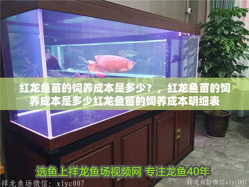 紅龍魚苗的飼養成本是多少？，紅龍魚苗的飼養成本是多少紅龍魚苗的飼養成本明細表