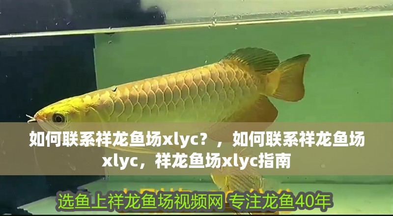 如何聯系祥龍魚場xlyc？，如何聯系祥龍魚場xlyc，祥龍魚場xlyc指南