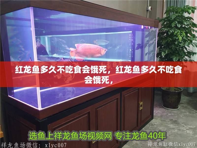 紅龍魚多久不吃食會餓死，紅龍魚多久不吃食會餓死，
