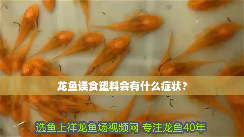 龍魚誤食塑料會有什么癥狀？