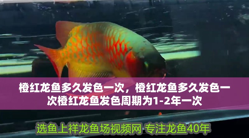 橙紅龍魚多久發色一次，橙紅龍魚多久發色一次橙紅龍魚發色周期為1-2年一次