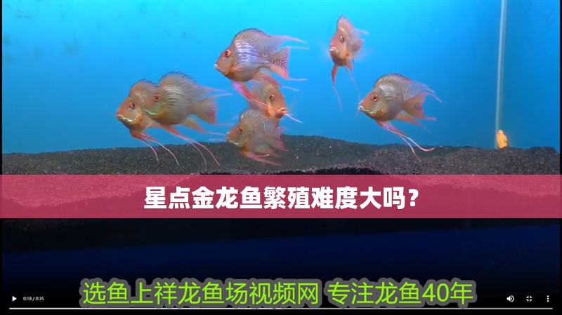 星點金龍魚繁殖難度大嗎？