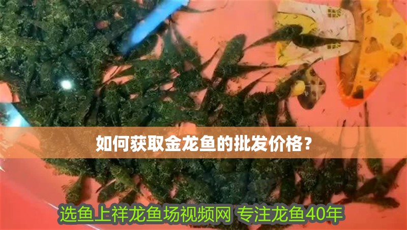 如何獲取金龍魚的批發價格？