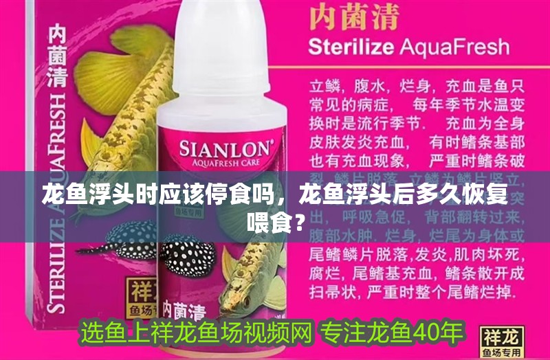 龍魚浮頭時應該停食嗎，龍魚浮頭后多久恢復喂食？