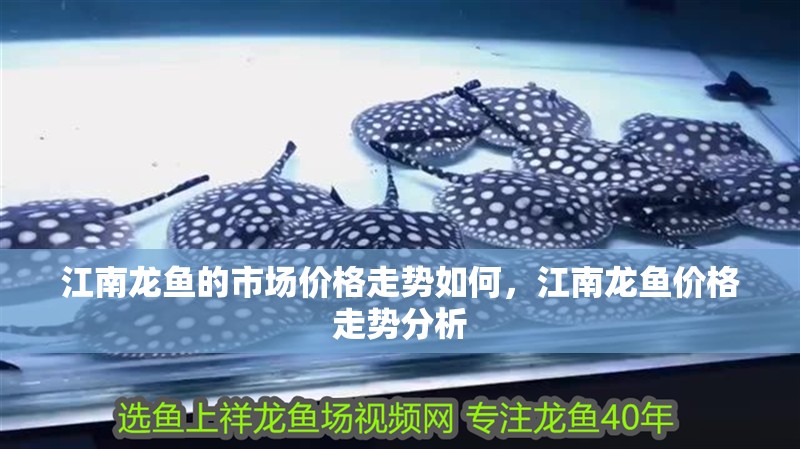 江南龍魚的市場價格走勢如何，江南龍魚價格走勢分析