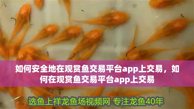 如何安全地在觀賞魚交易平臺app上交易，如何在觀賞魚交易平臺app上交易