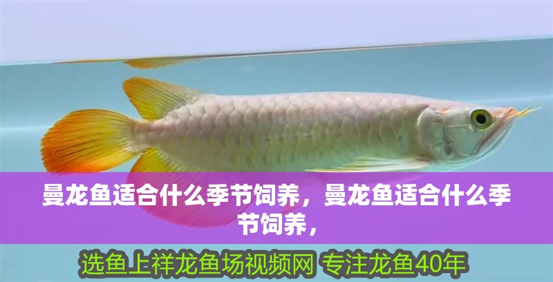 曼龍魚適合什么季節(jié)飼養(yǎng)，曼龍魚適合什么季節(jié)飼養(yǎng)，