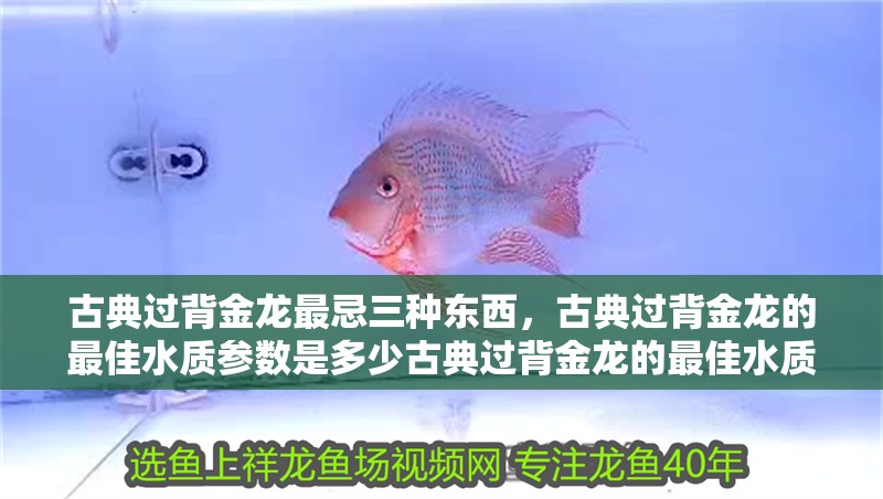 古典過背金龍最忌三種東西，古典過背金龍的最佳水質(zhì)參數(shù)是多少古典過背金龍的最佳水質(zhì)參數(shù)