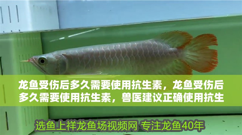 龍魚受傷后多久需要使用抗生素，龍魚受傷后多久需要使用抗生素，獸醫建議正確使用抗生素