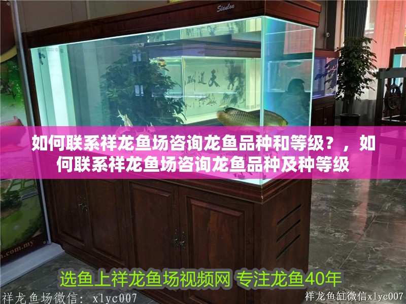 如何聯(lián)系祥龍魚場(chǎng)咨詢龍魚品種和等級(jí)？，如何聯(lián)系祥龍魚場(chǎng)咨詢龍魚品種及種等級(jí)