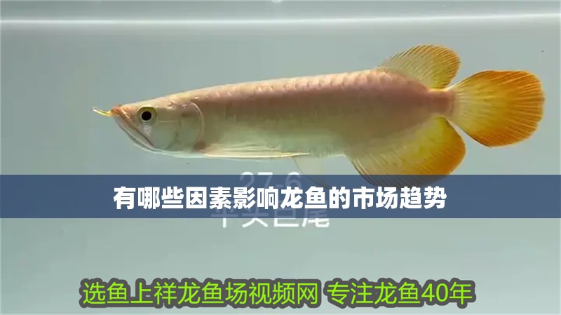 有哪些因素影響龍魚的市場趨勢