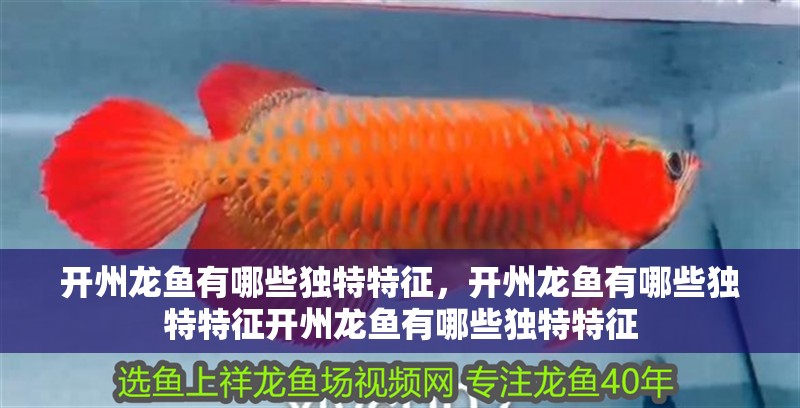開州龍魚有哪些獨特特征，開州龍魚有哪些獨特特征開州龍魚有哪些獨特特征