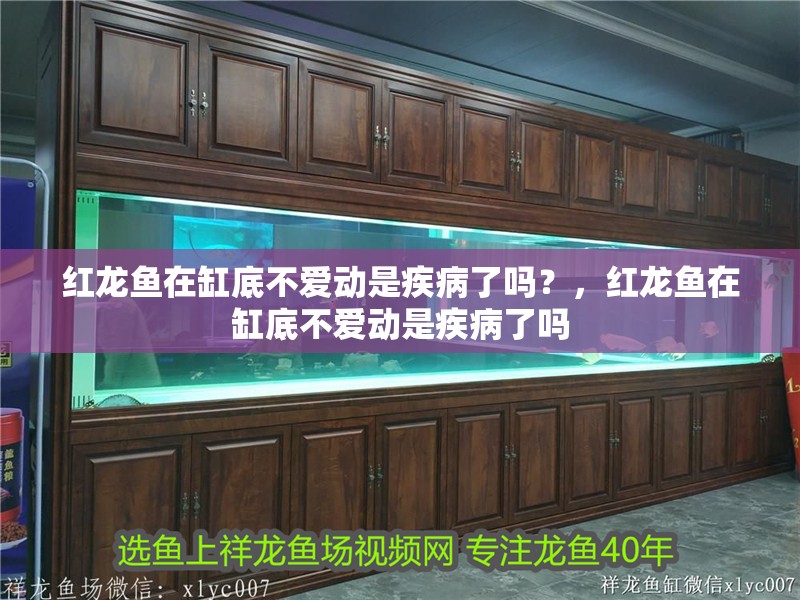 紅龍魚在缸底不愛動是疾病了嗎？，紅龍魚在缸底不愛動是疾病了嗎