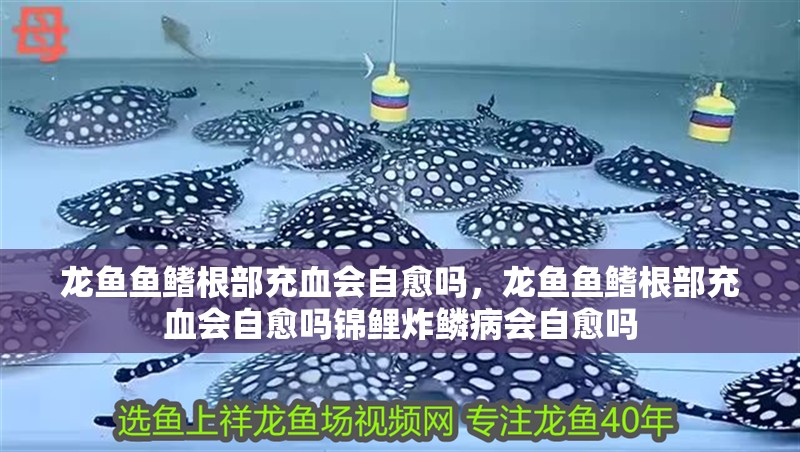 龍魚魚鰭根部充血會自愈嗎，龍魚魚鰭根部充血會自愈嗎錦鯉炸鱗病會自愈嗎