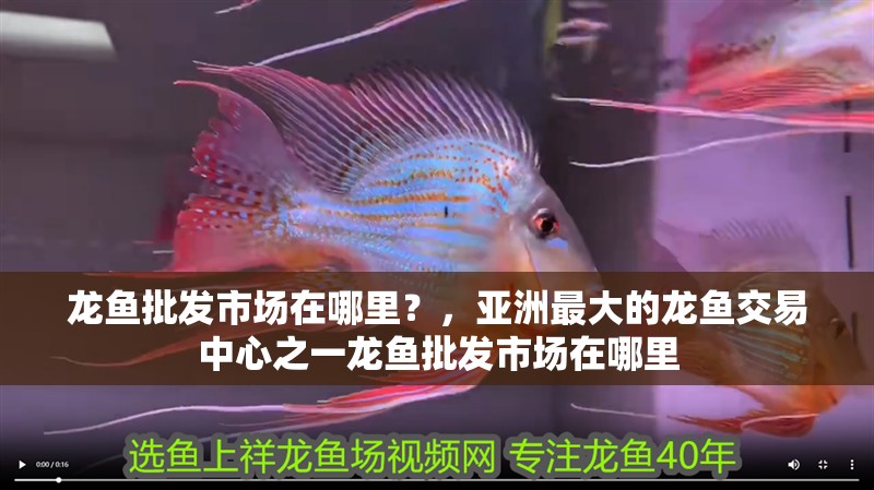 龍魚批發(fā)市場在哪里？，亞洲最大的龍魚交易中心之一龍魚批發(fā)市場在哪里