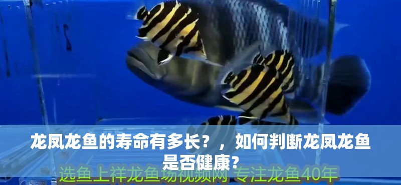 龍鳳龍魚的壽命有多長？，如何判斷龍鳳龍魚是否健康？
