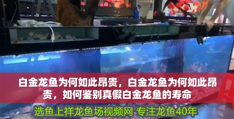 白金龍魚為何如此昂貴，白金龍魚為何如此昂貴，如何鑒別真假白金龍魚的壽命