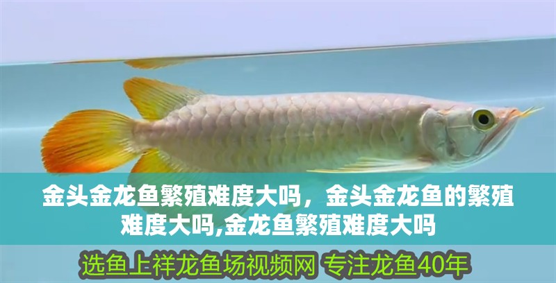 金頭金龍魚繁殖難度大嗎，金頭金龍魚的繁殖難度大嗎,金龍魚繁殖難度大嗎