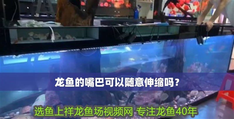 龍魚的嘴巴可以隨意伸縮嗎？