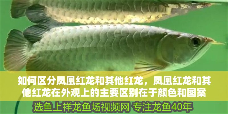 如何區分鳳凰紅龍和其他紅龍，鳳凰紅龍和其他紅龍在外觀上的主要區別在于顏色和圖案