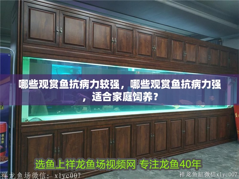 哪些觀賞魚抗病力較強，哪些觀賞魚抗病力強，適合家庭飼養？