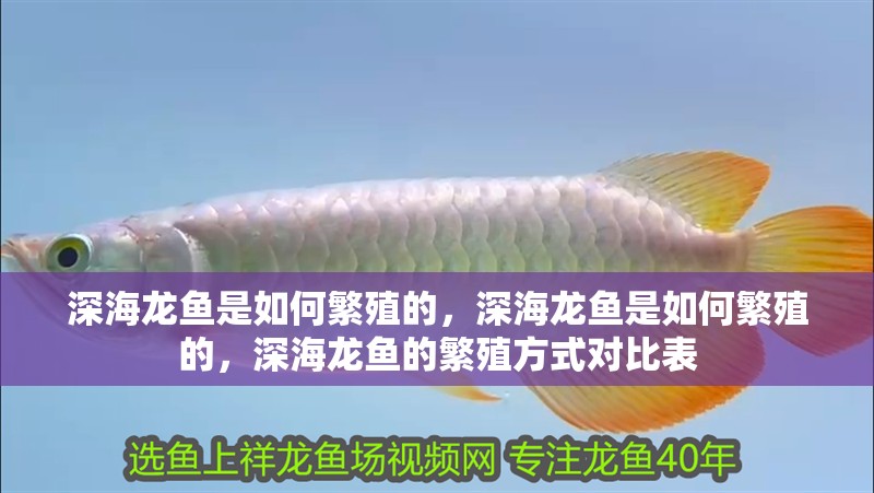 深海龍魚是如何繁殖的，深海龍魚是如何繁殖的，深海龍魚的繁殖方式對比表