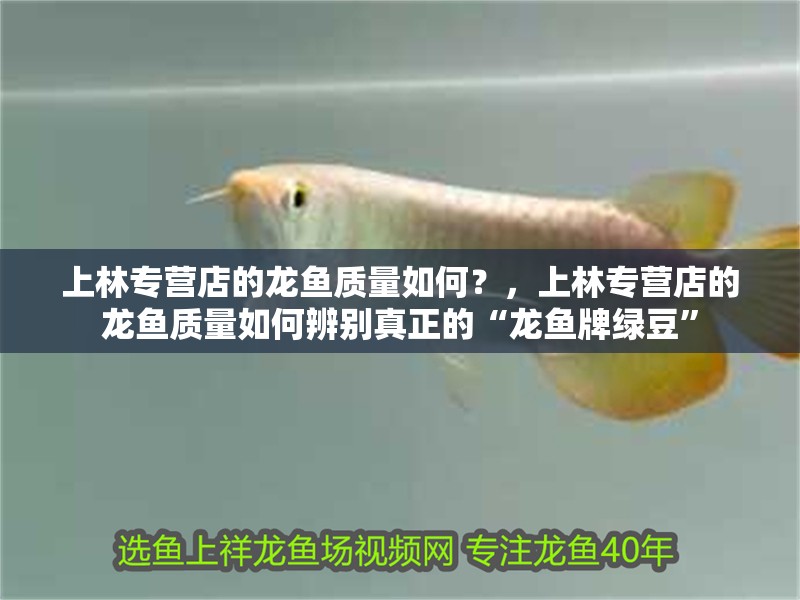 上林專營店的龍魚質量如何？，上林專營店的龍魚質量如何辨別真正的“龍魚牌綠豆”