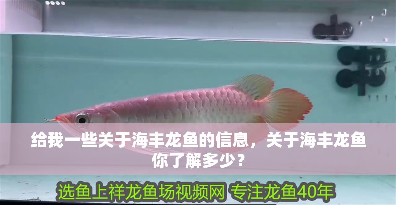 給我一些關于海豐龍魚的信息，關于海豐龍魚你了解多少？